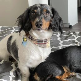 Dachshunds from Moore Doxies