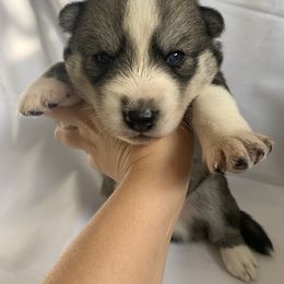 Siberian Husky Puppies from SoFlo Siberians