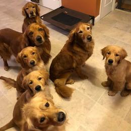 Golden Retriever Puppies from SwiftRiver Goldens