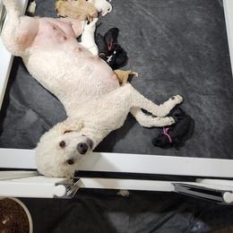 Poodle Puppies from Wanderlust Poodles