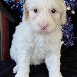 Carolina - Chalk female Australian Labradoodle puppy in Washington, North Carolina from Pamlico Labradoodles