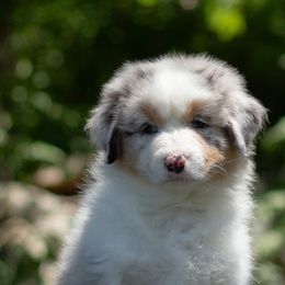 Violet- available to the right person - Blue merle female Australian Shepherd puppy in Brimfield, Massachusetts from Alias Australian Shepherds