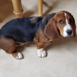 Basset Hounds and Dachshunds from Hancock House of Basset Hounds & Mini Dachshunds