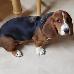 Basset Hounds and Dachshunds from Hancock House of Basset Hounds & Mini Dachshunds