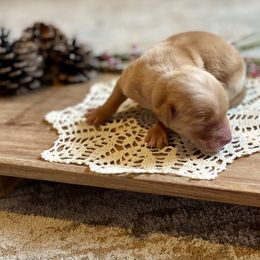 Boy 2 - Golden male Golden Retriever puppy in Buffalo, Missouri from Thrasher Family Puppies