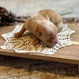 Boy 2 - Golden male Golden Retriever puppy in Buffalo, Missouri from Thrasher Family Puppies