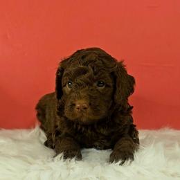 Huck - Brown male Bernedoodle puppy in Russell Springs, Kentucky from 270 Doodles