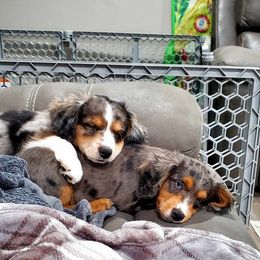 Aussiedoodle Puppies from Wisniewski Pups