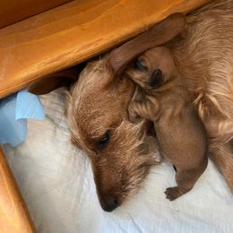 Dachshund and Yorkshire Terrier Puppies from Galaxy Kennel