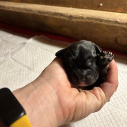 Blessing - Black and tan female Cocker Spaniel puppy in Warrensburg, Missouri from Hirt House Saints