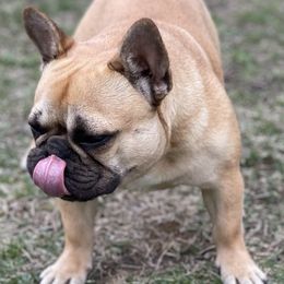 French Bulldogs from Kendall's French Bulldogs