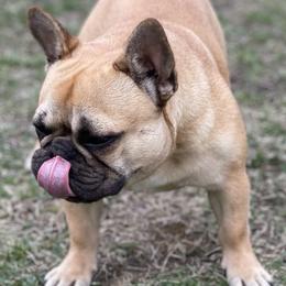 French Bulldogs from Kendall's French Bulldogs