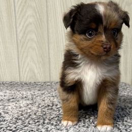 Cayenne - Red merle female Toy Australian Shepherd puppy in Sulphur, Louisiana from Triple J Aussies and Corgis