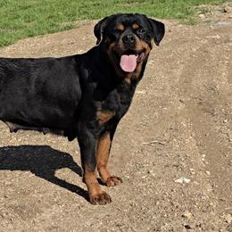 Shelby - Rottweiler