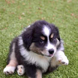 Australian Shepherd and Miniature American Shepherd Puppies from Bright Heart Aussies & Miniature American Shepherds