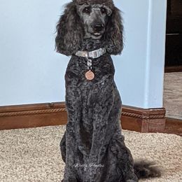Poodle All Grown Up from Watts Poodles