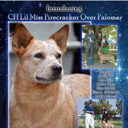 Soohie - Australian Cattle Dog