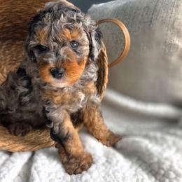 Undertow - Blue merle male Aussiedoodle puppy in Saint Cloud, Florida from Jagged Oaks Farm