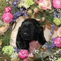 Girl 2 - Black female Newfoundland puppy in Ellendale Forge, Pennsylvania from Opening Heavens Doors Newfoundlands