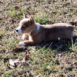 Pembroke Welsh Corgis from Deanna's Kennel