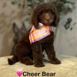Cheer Bear- Light Pink Collar - Chocolate female Goldendoodle puppy in Bay City, Texas from Charming Doods Goldendoodles