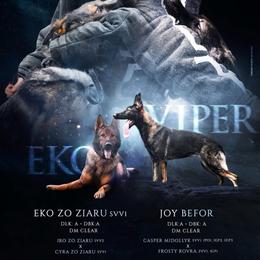 German Shepherd puppies from Morales Kennels