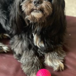 Shih Tzus from John's Shih Tzus