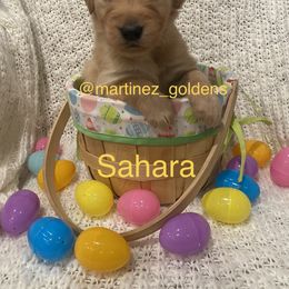 Girl 4 - Golden Retriever puppy in Victorville, California from Martinez Goldens