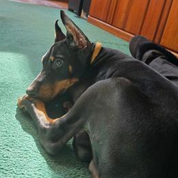 Yellow collar black male - Black and rust male Doberman Pinscher puppy in Houston, Texas from Draggin Dobermans & Great Danes