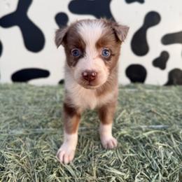 Dakota - Red merle female Miniature Australian Shepherd puppy in Tucson, Arizona from Soqui Ortiz Cattle Ranch