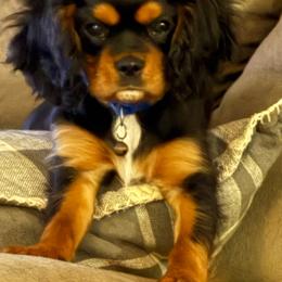Rolo - Black and tan male Cavalier King Charles Spaniel puppy in Kirksville, Missouri from Royal Country Cavaliers of Missouri