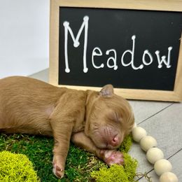 Meadow - Red  female Goldendoodle puppy in Travelers Rest, South Carolina from Bailey Mountain Doodles