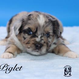Piglet - Blue merle male Miniature Australian Shepherd puppy in Weeki Wachee, Florida from Arlington's Mini Aussies