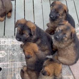Boy 4 - Sable male German Shepherd puppy in Hollis Center, Maine from Noble German Shepherds of Maine
