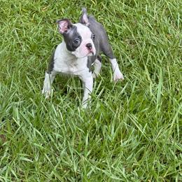 Teddy - Blue male Boston Terrier puppy in Conyers, Georgia from Dixe Hill Dogs