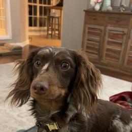 Bodhi - Dachshund