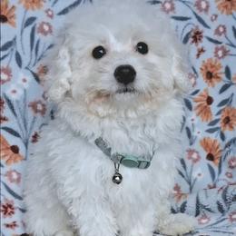 Max - White male Maltipoo puppy in Crestview, Florida from Little Cupcakes and Little Pumpkins Maltipoos
