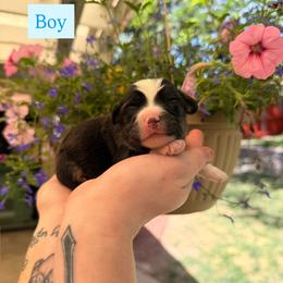 Puppy 1 - Black & white male Miniature American Shepherd puppy in Colorado Springs, Colorado from Fuzy Butts Mini & Toy Aussies