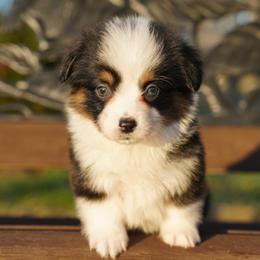 FLUFFY COAT-CREAM - Black and tan female Pembroke Welsh Corgi puppy in Berea, Kentucky from SunShine Corgis