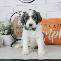 Bullseye - Merle male Labradoodle puppy in Bryantown, Maryland from Doodles on Duty