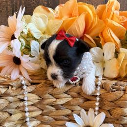 Fancy - Parti female Yorkshire Terrier puppy in Howe, Oklahoma from Ray Holder