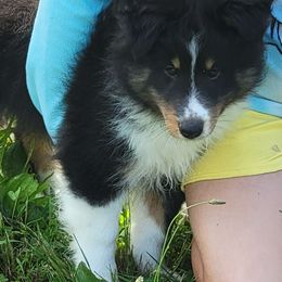Jacob - Black white and tan male Shetland Sheepdog puppy in Conway, Missouri from Brooks's little darlings