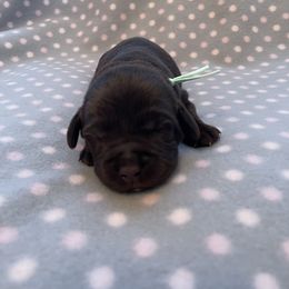 Labrador Retriever Puppies from Amore Labrador Retrievers