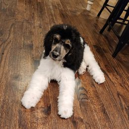 Pluto - Parti male Poodle puppy in Thomasville, North Carolina from Gypsy Moon's Legacy