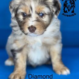 Diamond - Miniature Australian Shepherd puppy from Arlington's Aussies