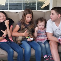 German Shepherd Puppies from z Hodinek