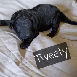 Tweety - Poodle puppy in Lebanon, Ohio from Lucky's Legacy