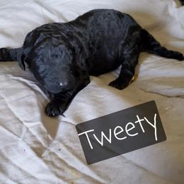 Tweety - Poodle puppy in Lebanon, Ohio from Lucky's Legacy