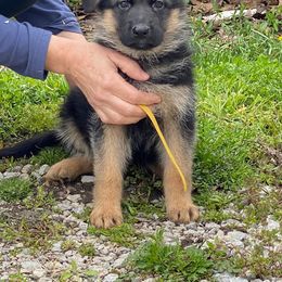 German Shepherd Puppies from von Fenja German Shepherd Dogs