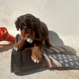 Peanut - Red tri-color Aussiedoodle puppy in Scottsdale, Arizona from B & T's Aussies & Aussie Doodle's